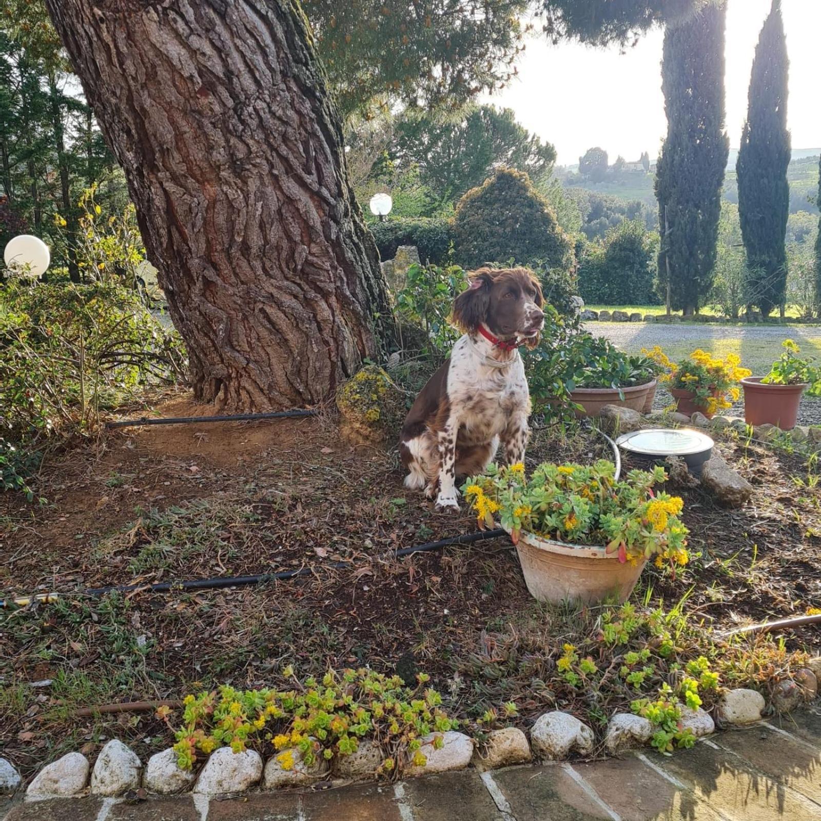 Antico Borgo Il Cardino Bed & Breakfast San Gimignano Eksteriør bilde